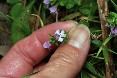 Clinopodium brownei, photographed by Michelle W. （鍾偉瑋）