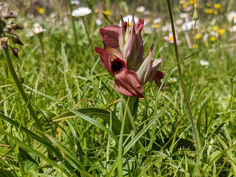 Serapias neglecta, photographed by agosti