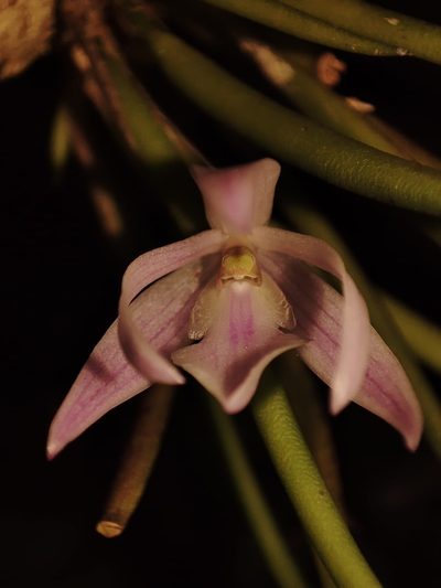 Leptotes unicolor, photographed by Johann Macedo