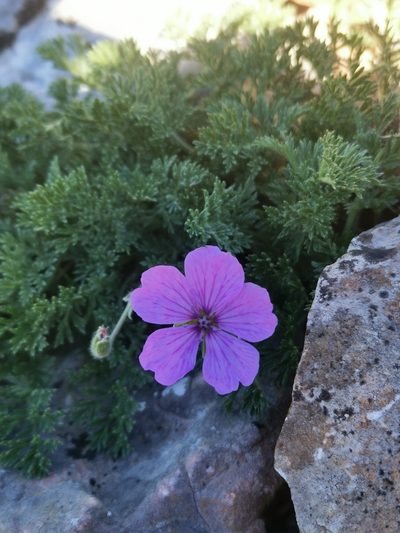 Erodium foetidum, photographed by Roland Godon