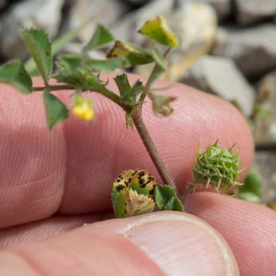 Medicago truncatula, photographed by Tim Johnson