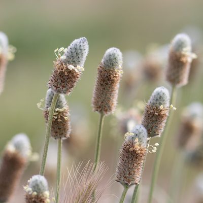 Plantago lagopus, photographed by Tim Johnson
