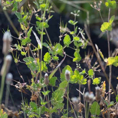 Erodium malacoides, photographed by Tim Johnson