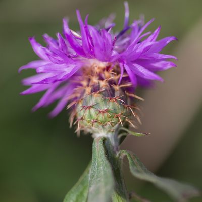 Centaurea aspera, photographed by Tim Johnson