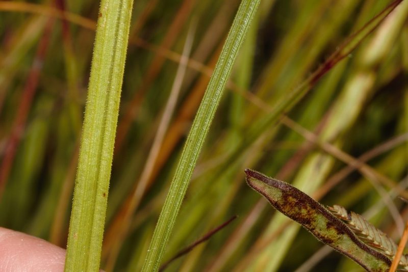 Scleria foliosa, photographed by i_c_riddell