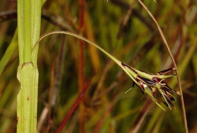 Scleria foliosa, photographed by i_c_riddell