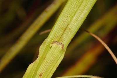 Scleria foliosa, photographed by i_c_riddell