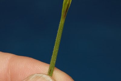 Scleria foliosa, photographed by i_c_riddell