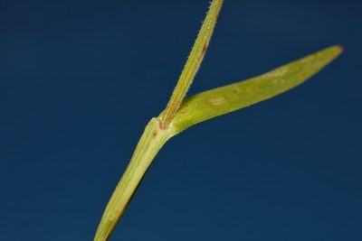 Scleria foliosa, photographed by i_c_riddell