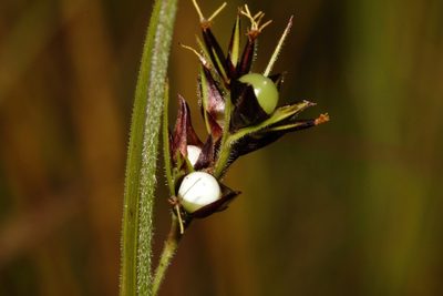 Scleria foliosa, photographed by i_c_riddell