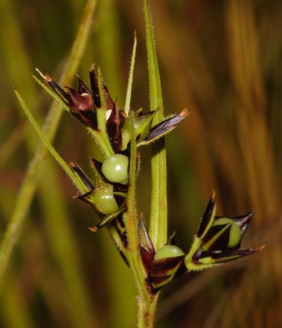 Scleria foliosa, photographed by i_c_riddell