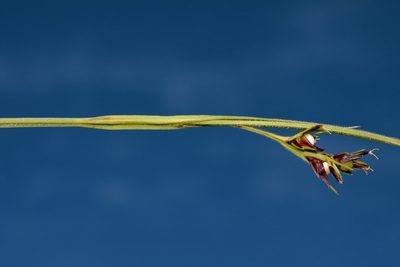 Scleria foliosa, photographed by i_c_riddell