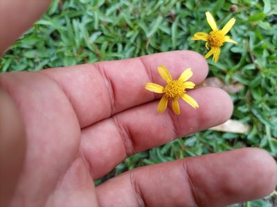 Acmella decumbens