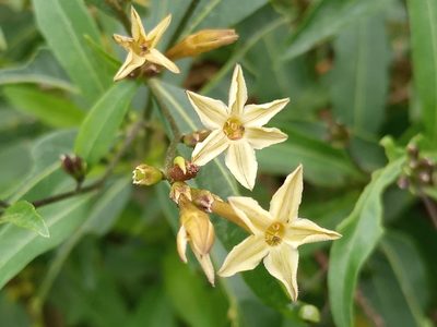 Cestrum parqui, photographed by Bahiano Ayala