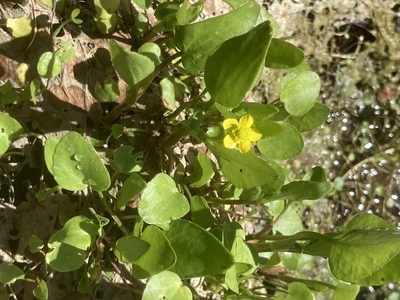 Ranunculus ophioglossifolius, photographed by Andre Hosper