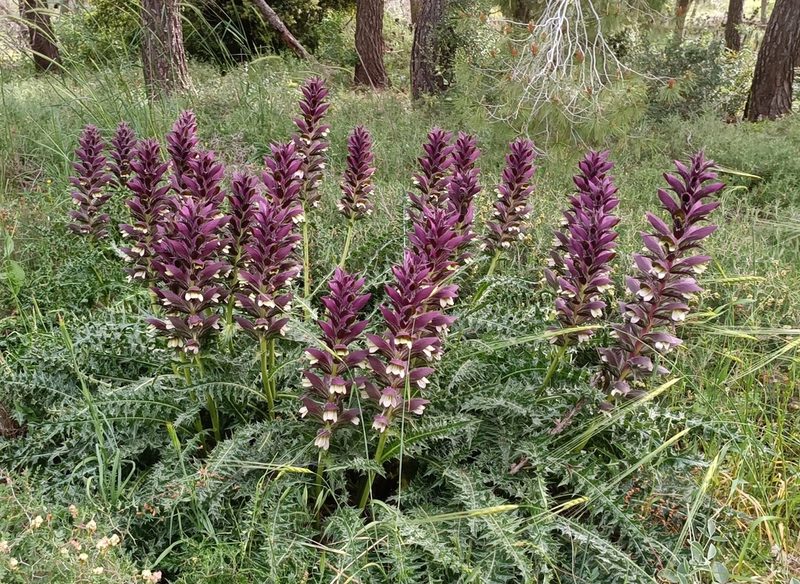 Acanthus hirsutus, photographed by Udi Oron אודי אורון