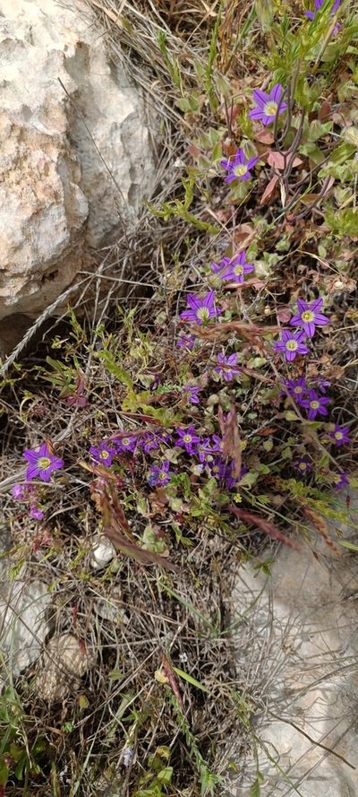 Campanula hierosolymitana, photographed by Udi Oron אודי אורון