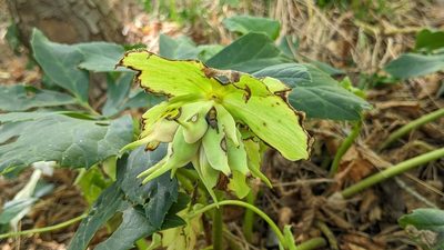 Helleborus niger, photographed by Philipp