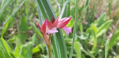 Anacamptis papilionacea, photographed by Leonardo Ancillotto