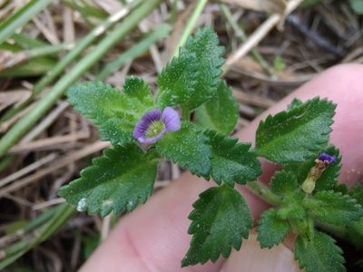 Stemodia verticillata, photographed by Adriel Magnetti