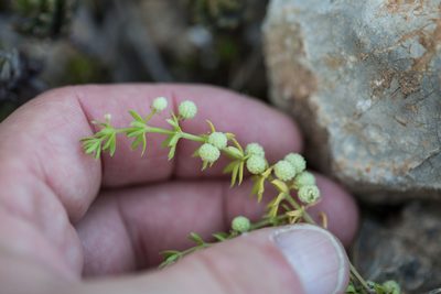 Galium verrucosum, photographed by Tim Johnson
