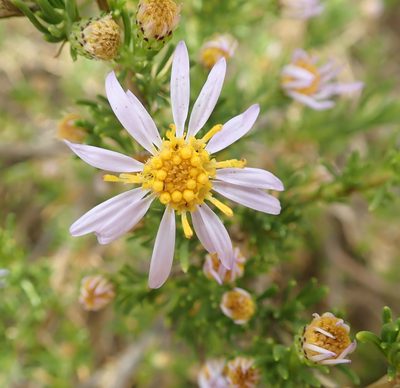 Felicia filifolia, photographed by Peter Warren