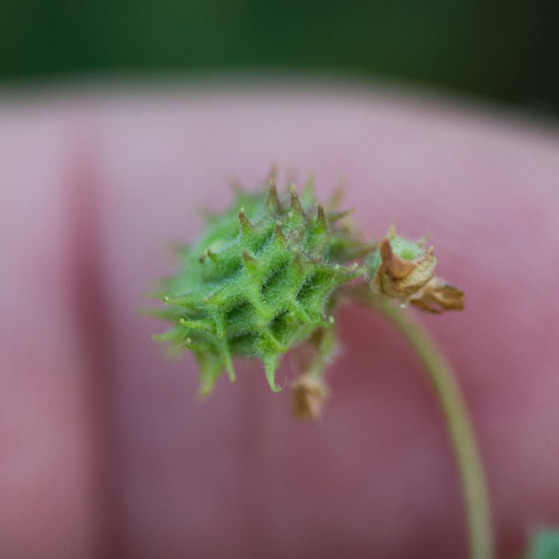 Medicago rigidula, photographed by Tim Johnson