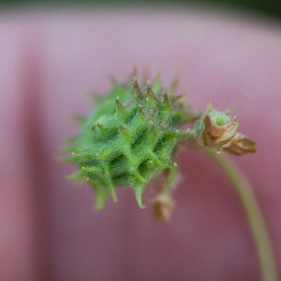 Medicago rigidula, photographed by Tim Johnson