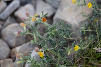 Argyrolobium zanonii, photographed by Tim Johnson