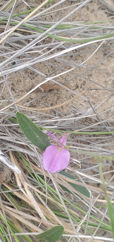 Nanogalactia heterophylla, photographed by Ayla
