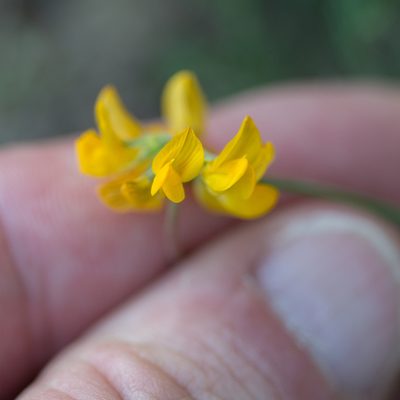Hippocrepis scorpioides, photographed by Tim Johnson