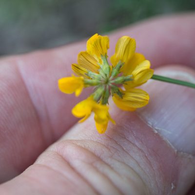 Hippocrepis scorpioides, photographed by Tim Johnson