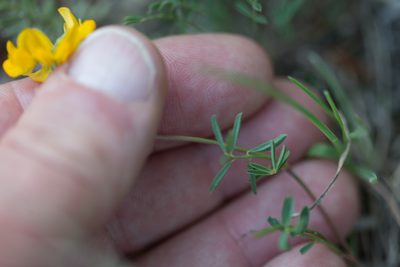 Hippocrepis scorpioides, photographed by Tim Johnson