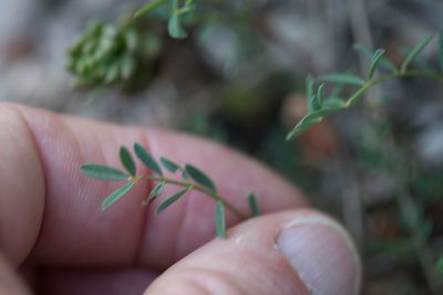 Hippocrepis scorpioides, photographed by Tim Johnson