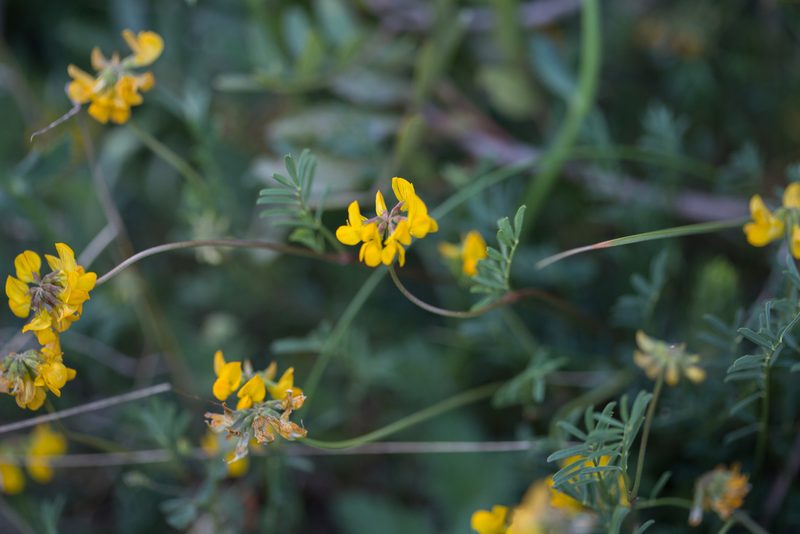Hippocrepis scorpioides, photographed by Tim Johnson