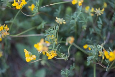 Hippocrepis scorpioides, photographed by Tim Johnson
