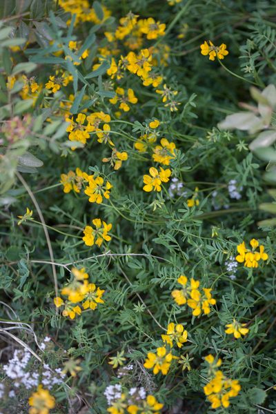 Hippocrepis scorpioides, photographed by Tim Johnson