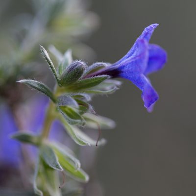 Lithodora fruticosa, photographed by Tim Johnson