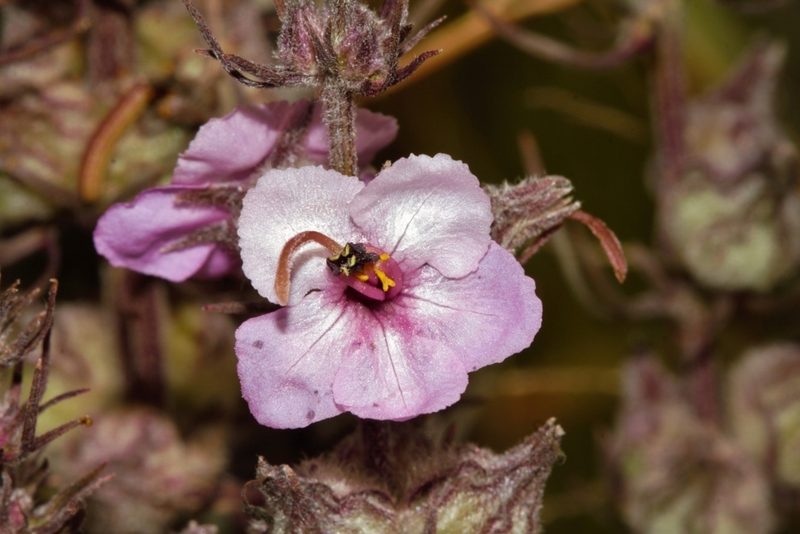 Sopubia karaguensis, photographed by i_c_riddell