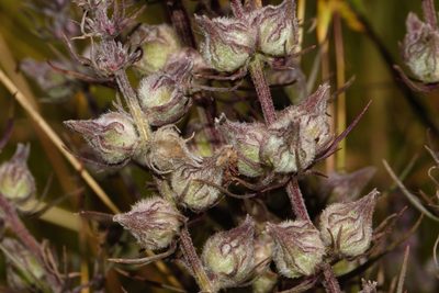 Sopubia karaguensis, photographed by i_c_riddell