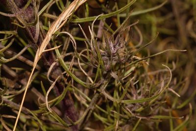 Sopubia karaguensis, photographed by i_c_riddell