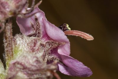 Sopubia karaguensis, photographed by i_c_riddell