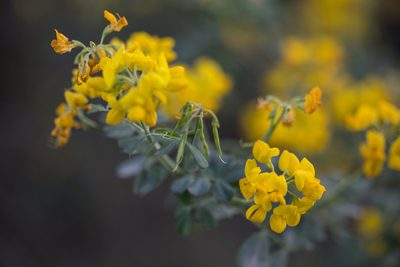 Coronilla valentina, photographed by Tim Johnson