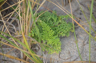 Ambrosia hispida