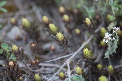 Petrosedum sediforme, photographed by Tim Johnson