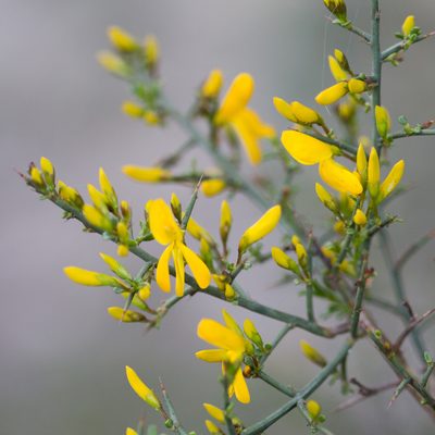 Genista scorpius, photographed by Tim Johnson