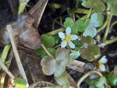 Ranunculus omiophyllus, photographed by tylototriton