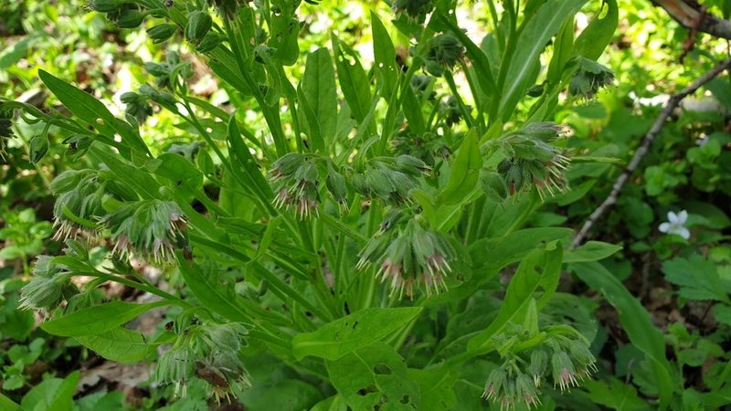 Solenanthus dubius, photographed by Дауд Арсанукаев