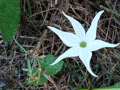 Jaborosa integrifolia, photographed by Bahiano Ayala