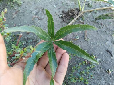 Cissus palmata, photographed by Bahiano Ayala